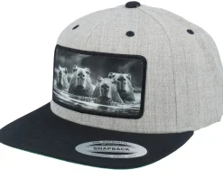 Gang Of Capybara Patch Heather Grey/Black Snapback - Calza Pennello